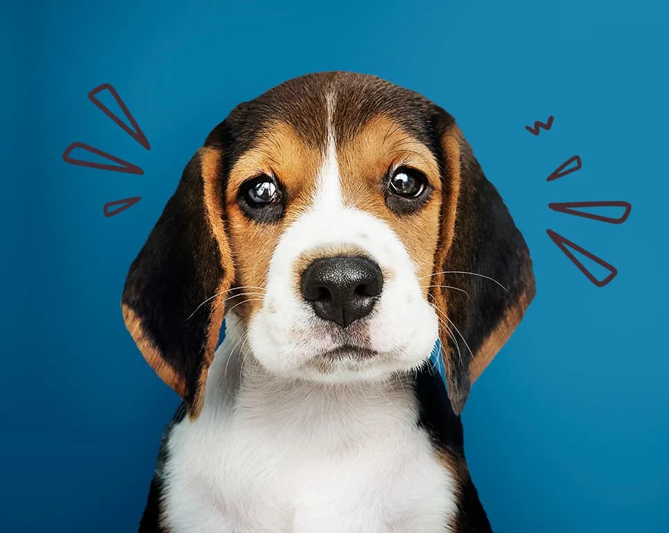 Legendia czy można z psem? Sprawdź, dlaczego nie warto zabierać pupila